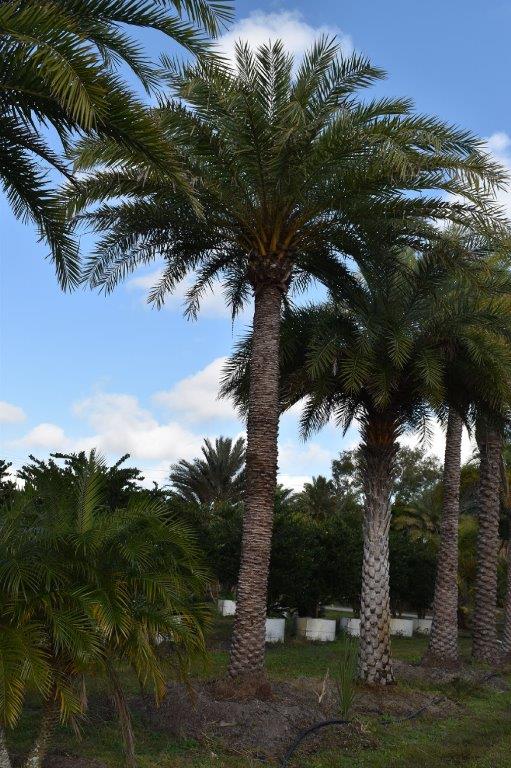 phoenix-sylvestris-sylvester-date-palm-silver-date-palm-wild-date-palm