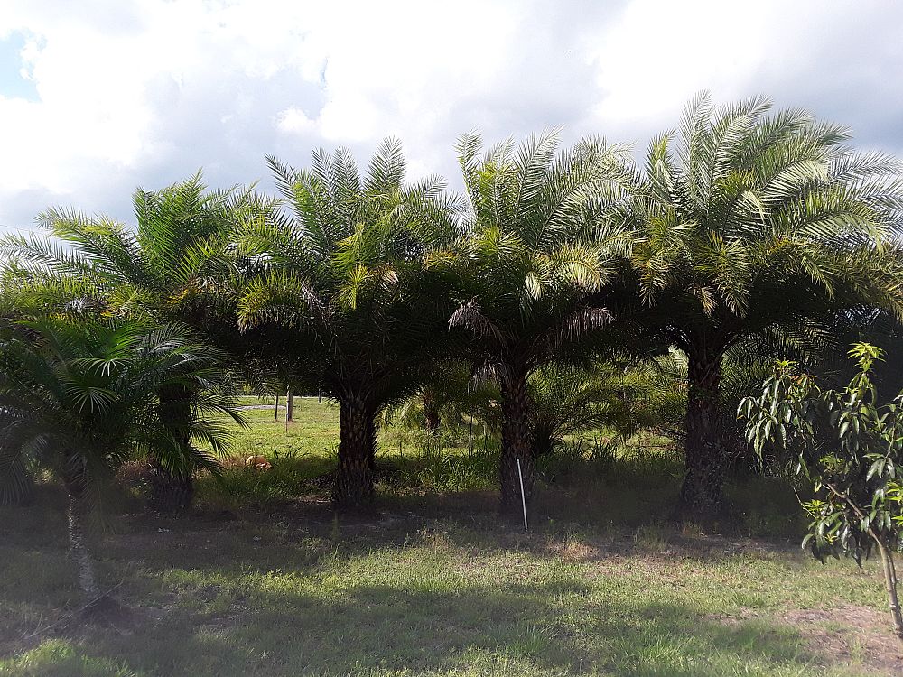 phoenix-sylvestris-sylvester-date-palm-silver-date-palm-wild-date-palm