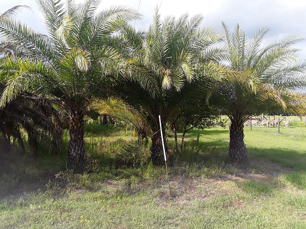 phoenix-sylvestris-sylvester-date-palm-silver-date-palm-wild-date-palm