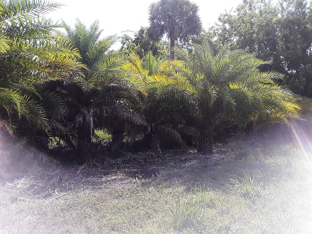 phoenix-sylvestris-sylvester-date-palm-silver-date-palm-wild-date-palm