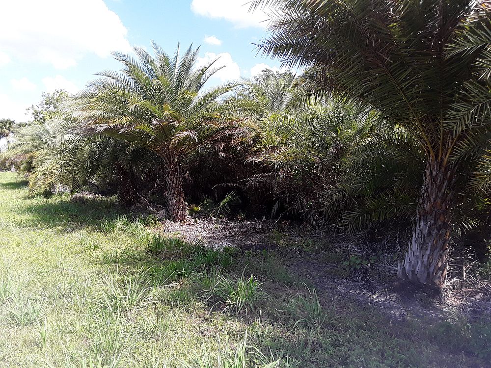 phoenix-sylvestris-sylvester-date-palm-silver-date-palm-wild-date-palm