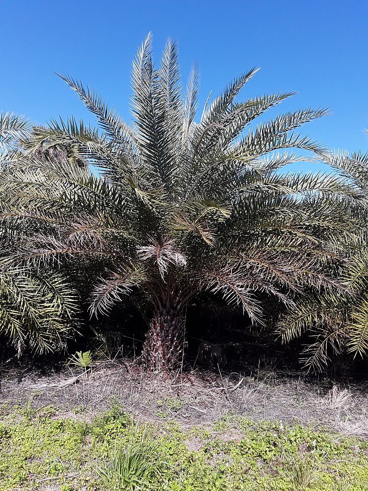 phoenix-sylvestris-sylvester-date-palm-silver-date-palm-wild-date-palm