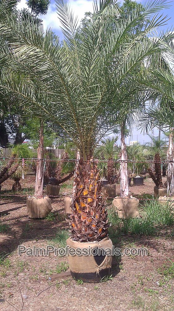 phoenix-sylvestris-sylvester-date-palm-silver-date-palm-wild-date-palm