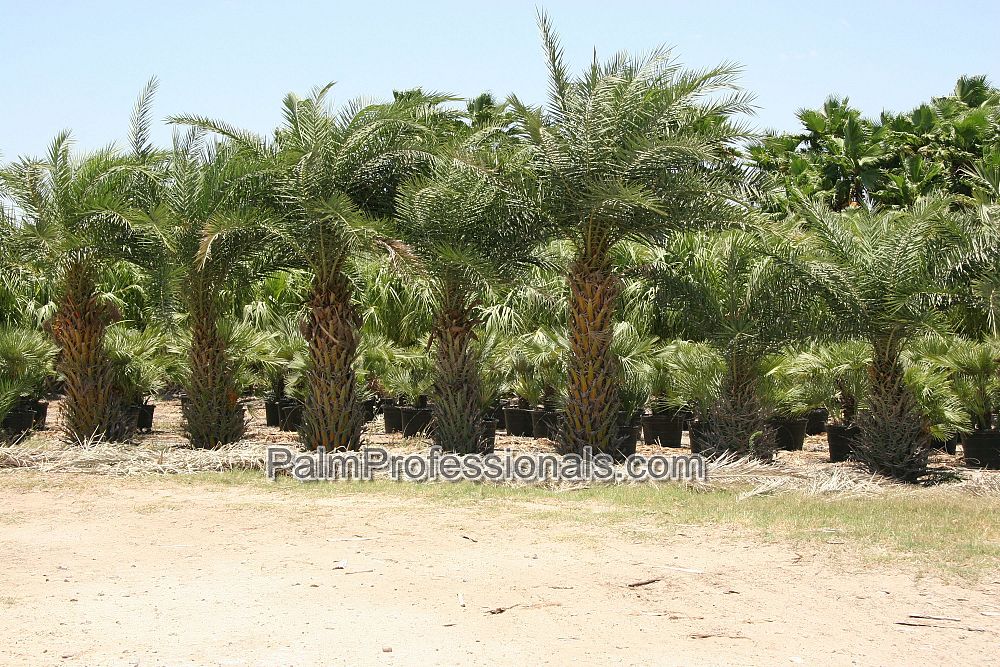 phoenix-sylvestris-sylvester-date-palm-silver-date-palm-wild-date-palm