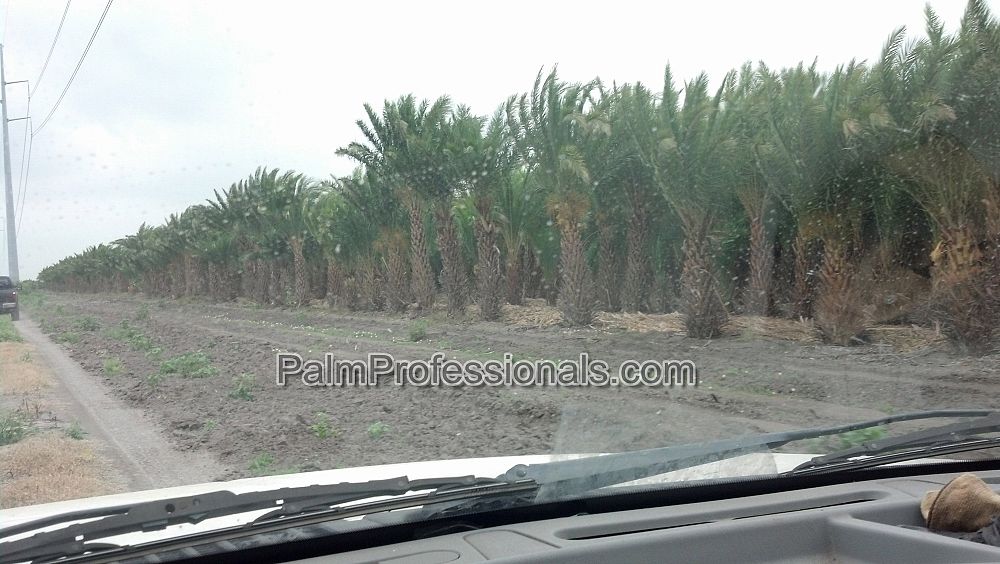 phoenix-sylvestris-sylvester-date-palm-silver-date-palm-wild-date-palm