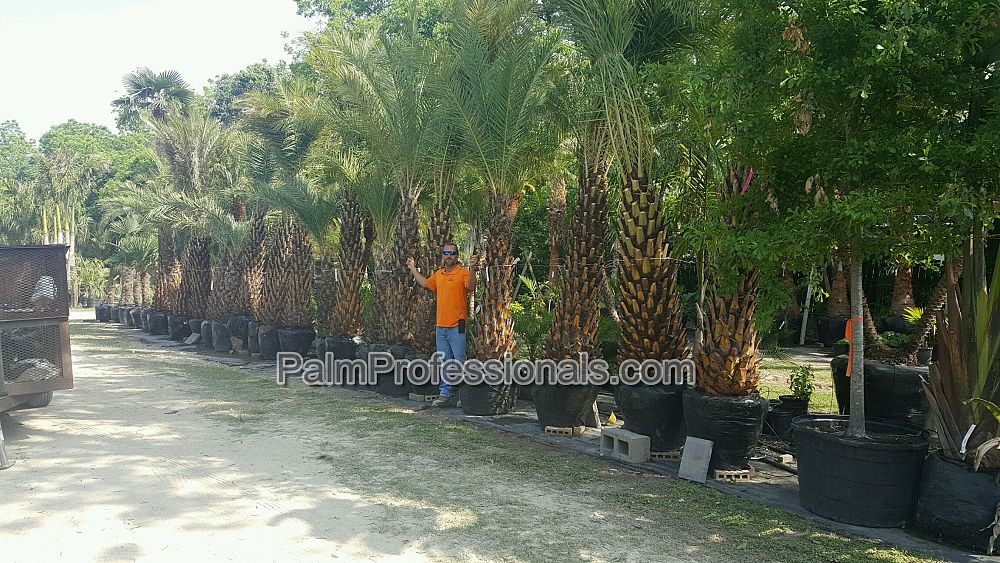 phoenix-sylvestris-sylvester-date-palm-silver-date-palm-wild-date-palm