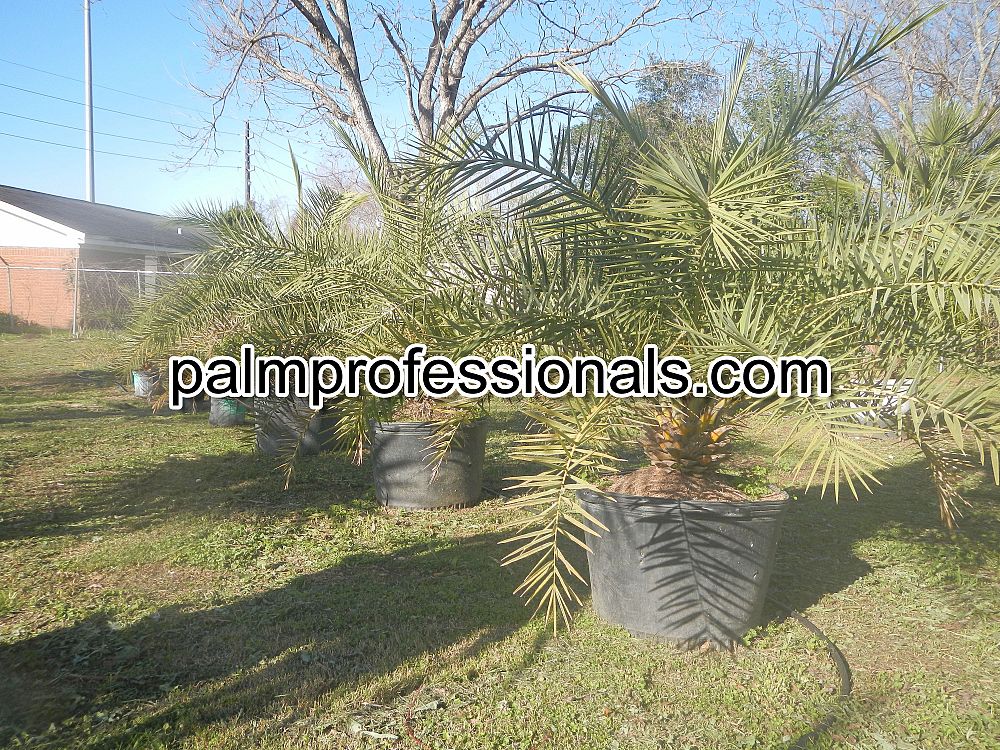 phoenix-sylvestris-sylvester-date-palm-silver-date-palm-wild-date-palm
