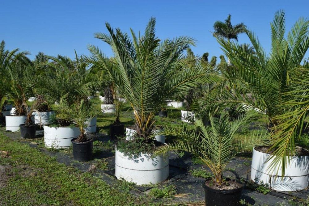phoenix-sylvestris-sylvester-date-palm-silver-date-palm-wild-date-palm