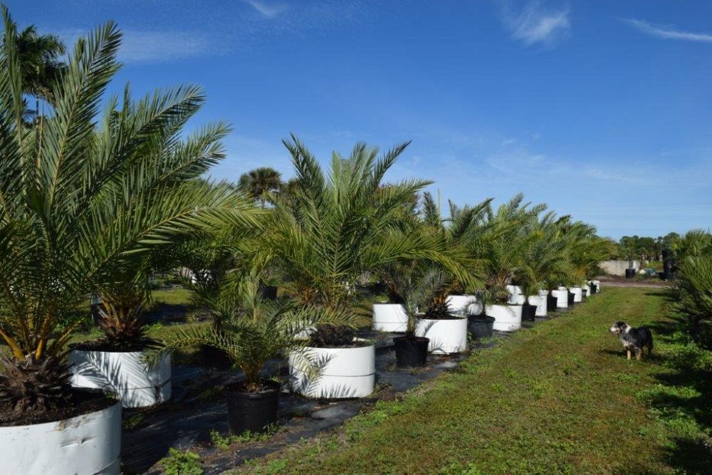phoenix-sylvestris-sylvester-date-palm-silver-date-palm-wild-date-palm