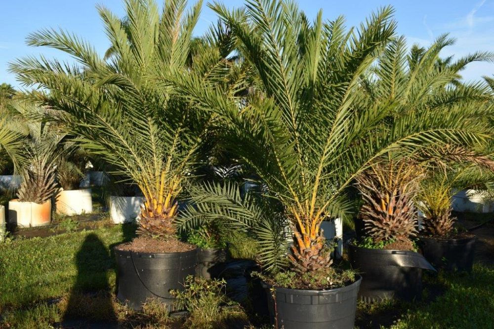 phoenix-sylvestris-sylvester-date-palm-silver-date-palm-wild-date-palm
