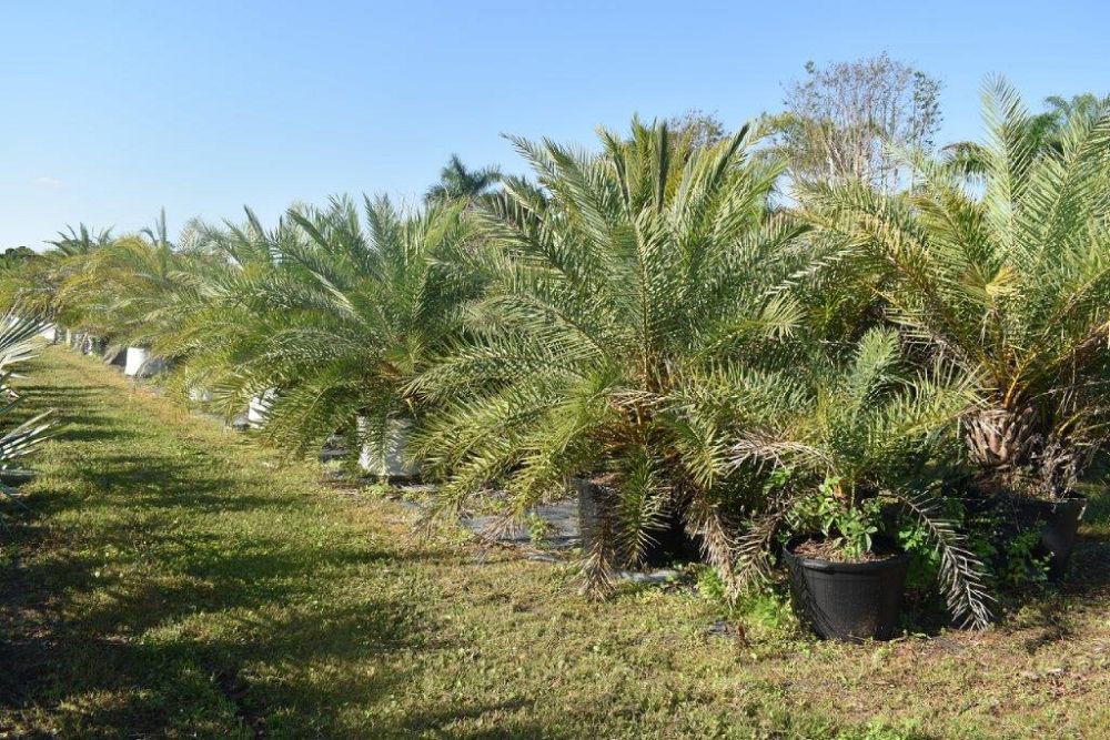 phoenix-sylvestris-sylvester-date-palm-silver-date-palm-wild-date-palm