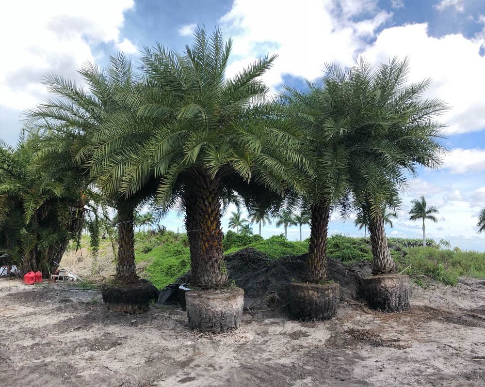 phoenix-sylvestris-sylvester-date-palm-silver-date-palm-wild-date-palm