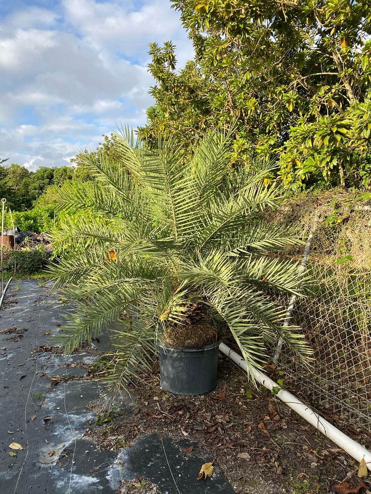 phoenix-sylvestris-sylvester-date-palm-silver-date-palm-wild-date-palm