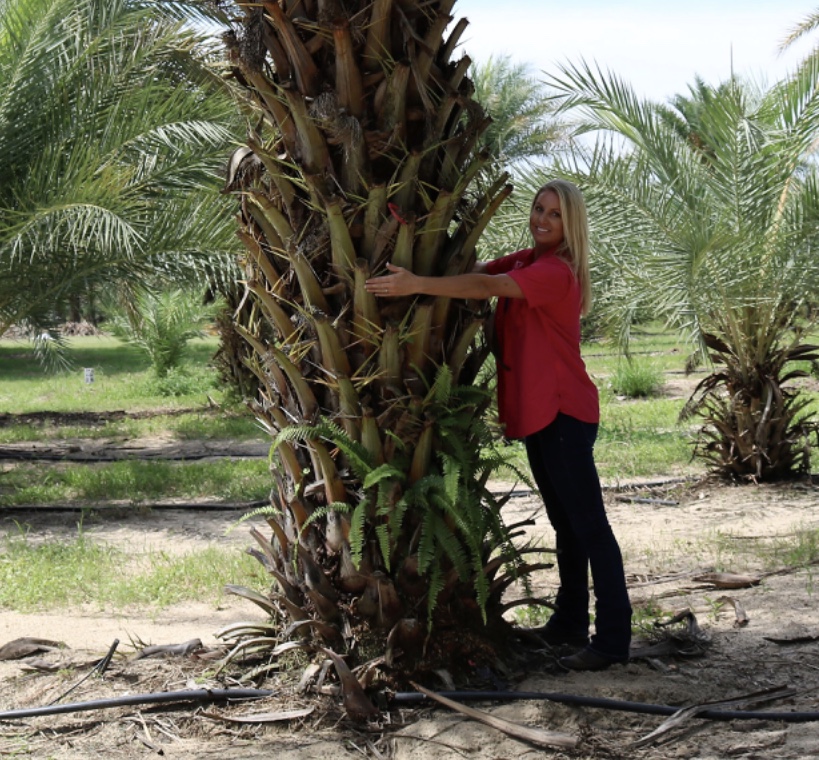 phoenix-sylvestris-sylvester-date-palm-silver-date-palm-wild-date-palm
