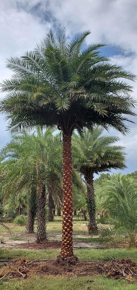 phoenix-sylvestris-sylvester-date-palm-silver-date-palm-wild-date-palm