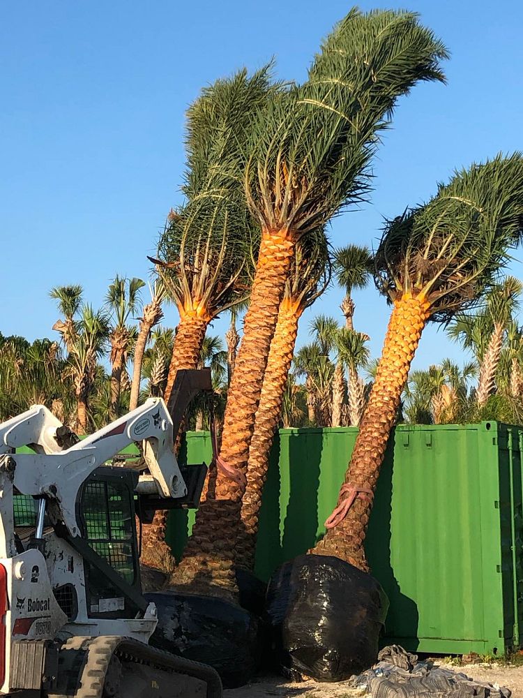 phoenix-sylvestris-sylvester-date-palm-silver-date-palm-wild-date-palm