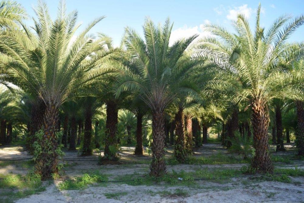 phoenix-sylvestris-sylvester-date-palm-silver-date-palm-wild-date-palm