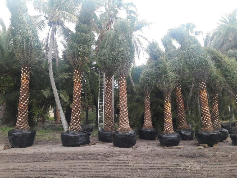 phoenix-sylvestris-sylvester-date-palm-silver-date-palm-wild-date-palm