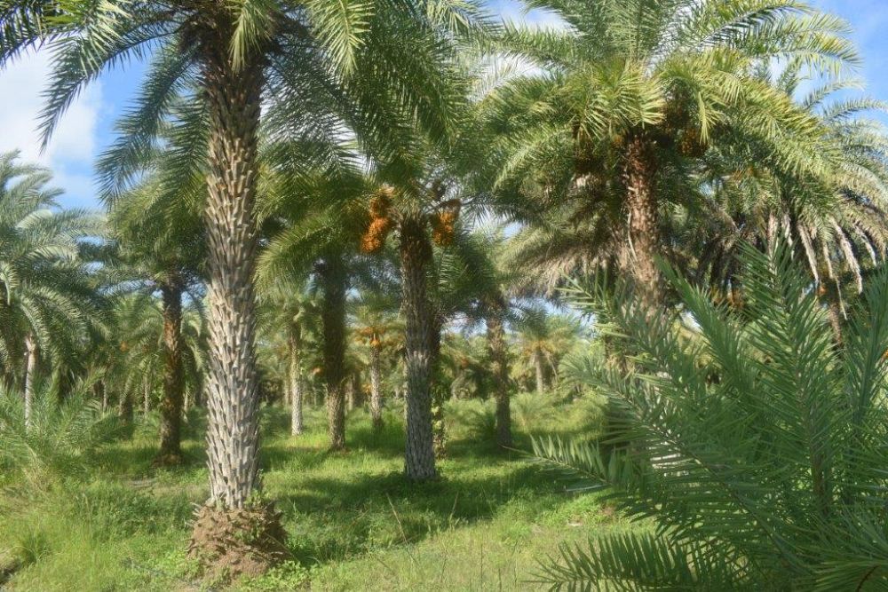 phoenix-sylvestris-sylvester-date-palm-silver-date-palm-wild-date-palm