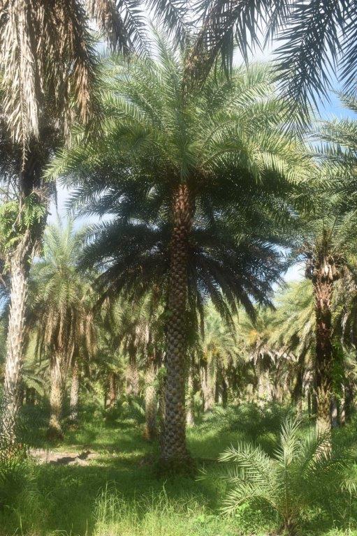 phoenix-sylvestris-sylvester-date-palm-silver-date-palm-wild-date-palm