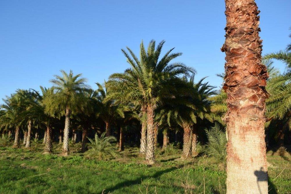 phoenix-sylvestris-sylvester-date-palm-silver-date-palm-wild-date-palm