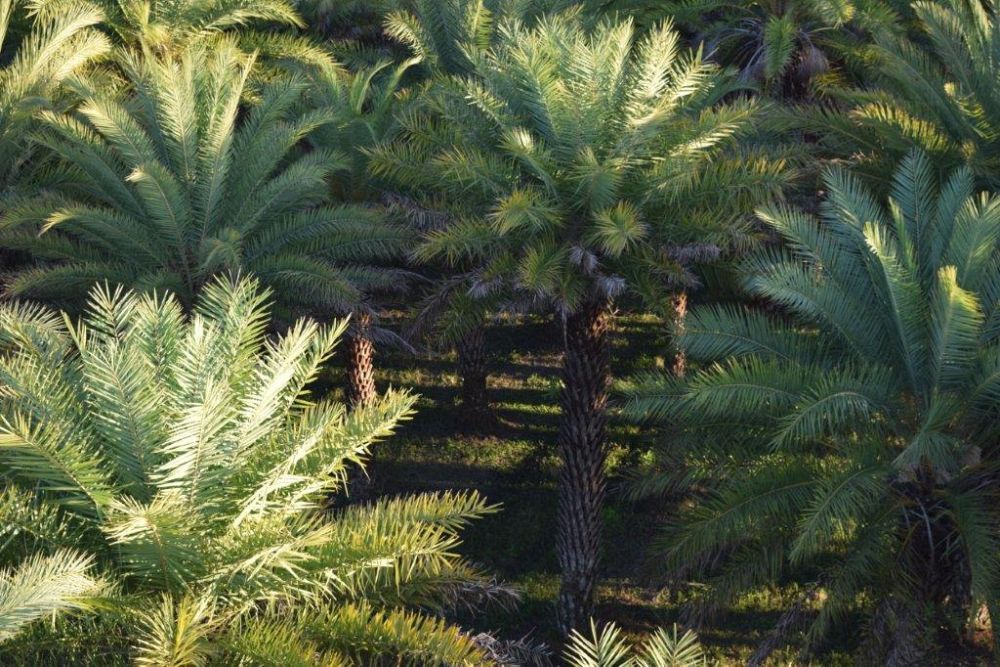 phoenix-sylvestris-sylvester-date-palm-silver-date-palm-wild-date-palm