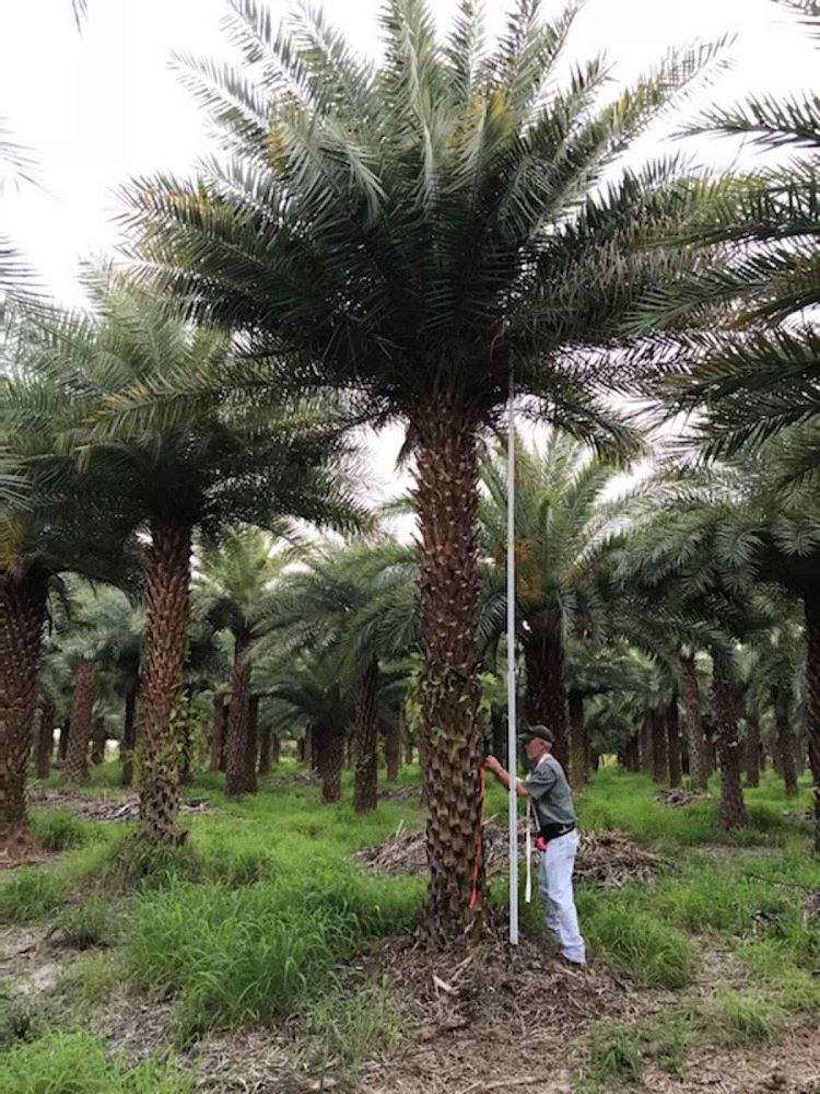 phoenix-sylvestris-sylvester-date-palm-silver-date-palm-wild-date-palm