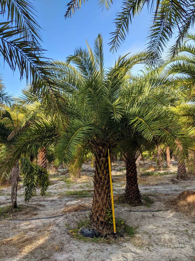 phoenix-sylvestris-sylvester-date-palm-silver-date-palm-wild-date-palm