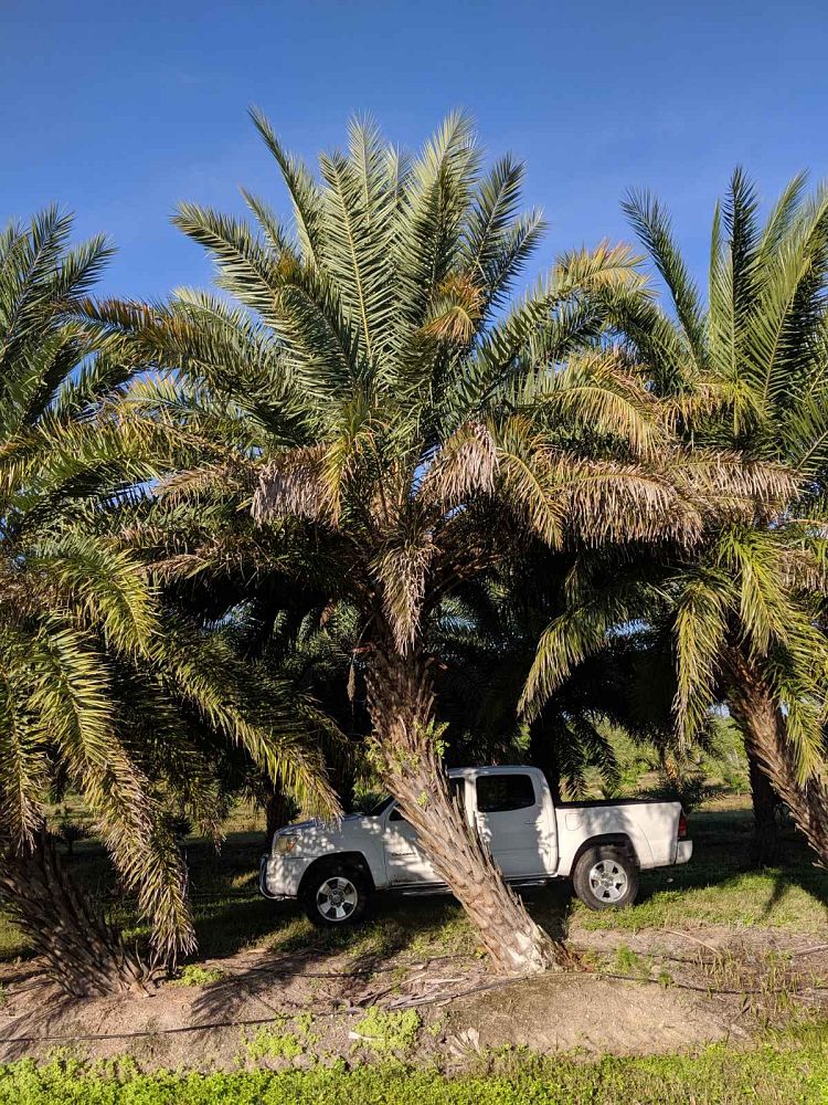 phoenix-sylvestris-sylvester-date-palm-silver-date-palm-wild-date-palm
