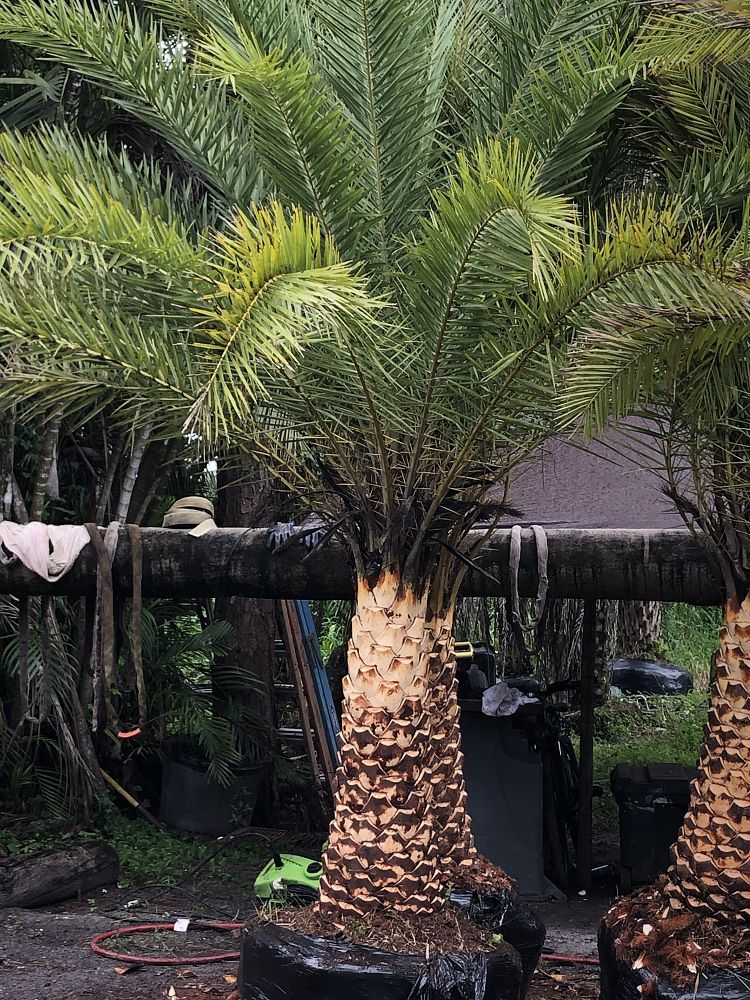 phoenix-sylvestris-sylvester-date-palm-silver-date-palm-wild-date-palm