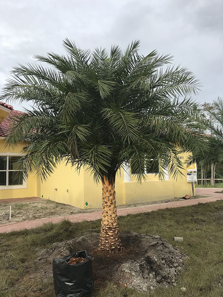 phoenix-sylvestris-sylvester-date-palm-silver-date-palm-wild-date-palm