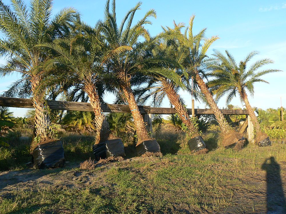 phoenix-sylvestris-sylvester-date-palm-silver-date-palm-wild-date-palm