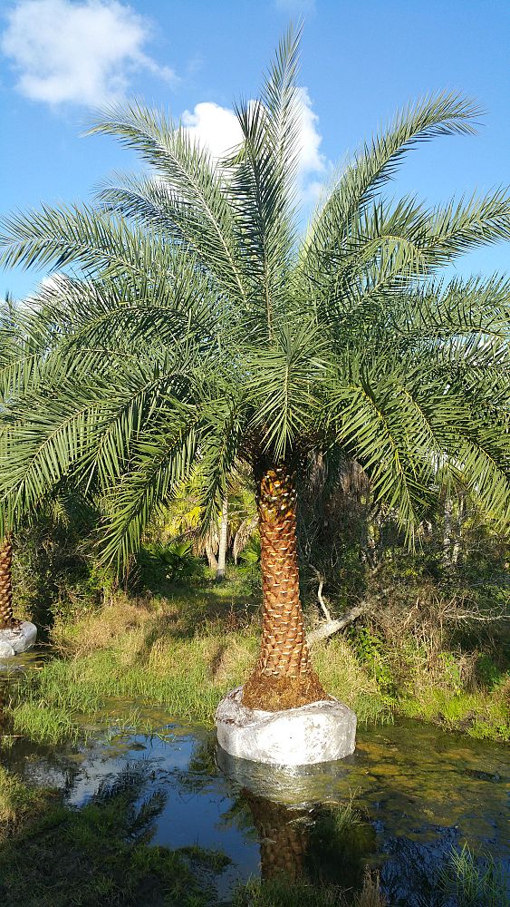 phoenix-sylvestris-sylvester-date-palm-silver-date-palm-wild-date-palm