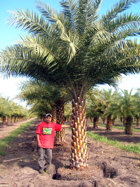 phoenix-sylvestris-sylvester-date-palm-silver-date-palm-wild-date-palm