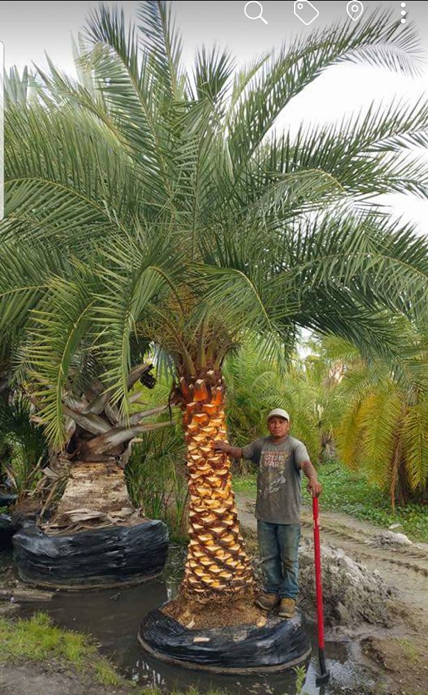 phoenix-sylvestris-sylvester-date-palm-silver-date-palm-wild-date-palm