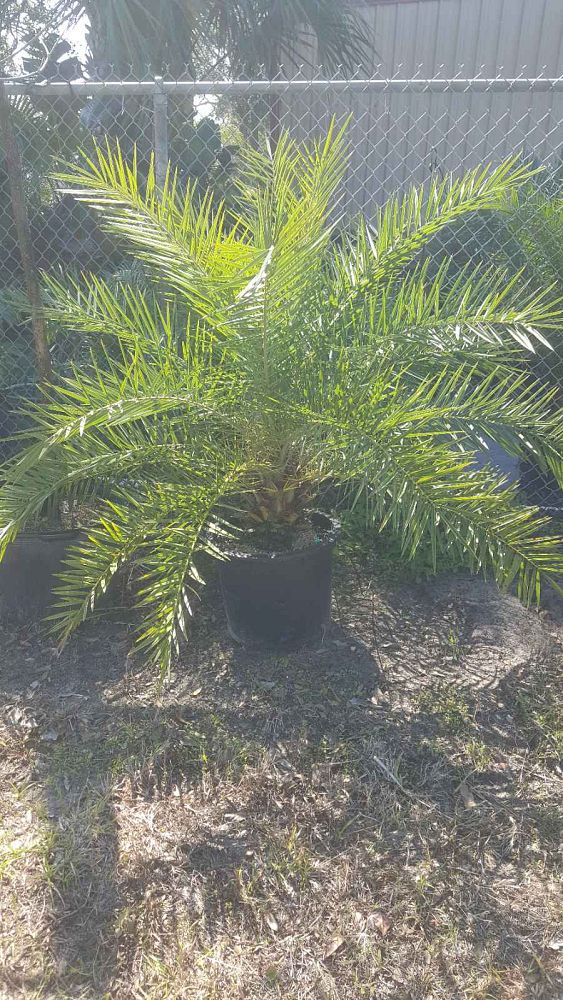 phoenix-sylvestris-sylvester-date-palm-silver-date-palm-wild-date-palm