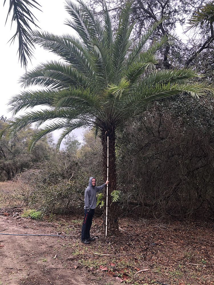phoenix-sylvestris-sylvester-date-palm-silver-date-palm-wild-date-palm