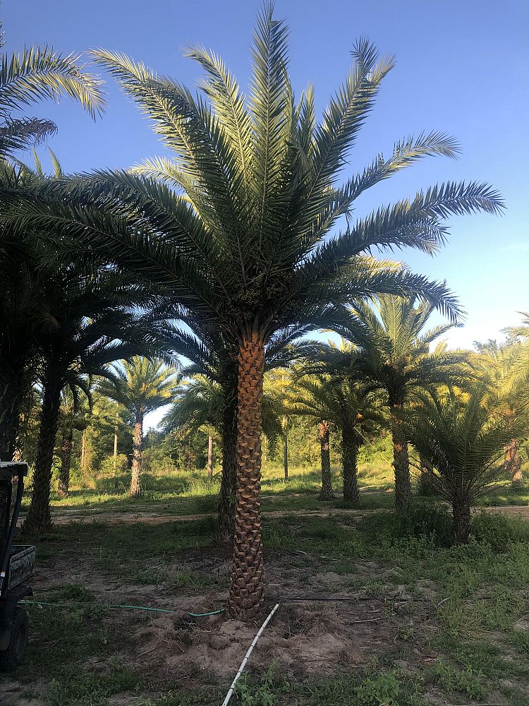 phoenix-sylvestris-sylvester-date-palm-silver-date-palm-wild-date-palm
