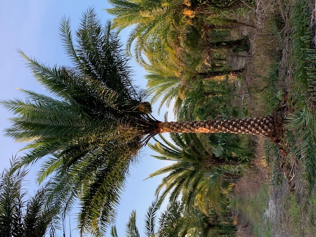 phoenix-sylvestris-sylvester-date-palm-silver-date-palm-wild-date-palm