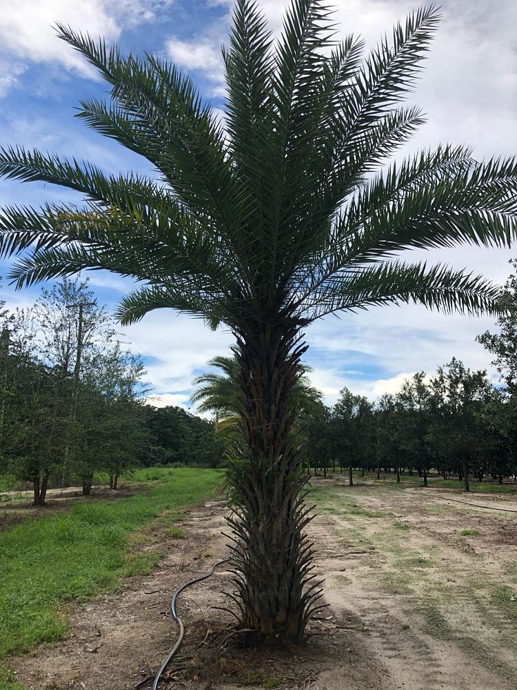 phoenix-sylvestris-sylvester-date-palm-silver-date-palm-wild-date-palm