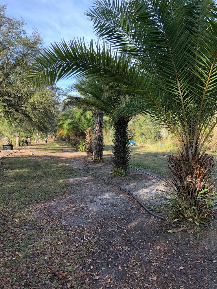 phoenix-sylvestris-sylvester-date-palm-silver-date-palm-wild-date-palm