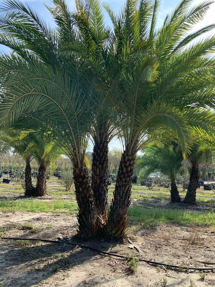 phoenix-sylvestris-sylvester-date-palm-silver-date-palm-wild-date-palm