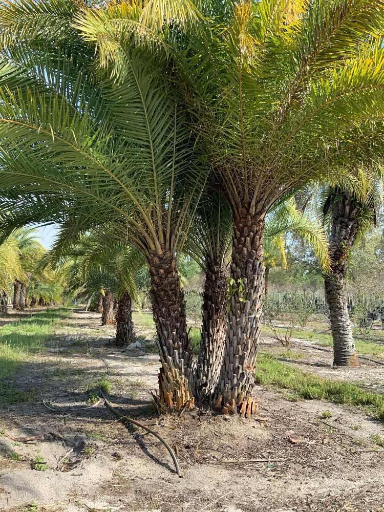 phoenix-sylvestris-sylvester-date-palm-silver-date-palm-wild-date-palm