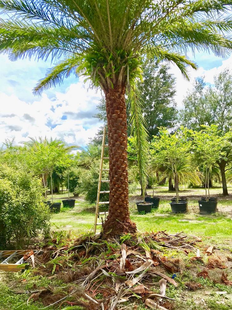 phoenix-sylvestris-sylvester-date-palm-silver-date-palm-wild-date-palm