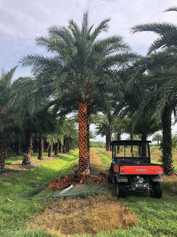 phoenix-sylvestris-sylvester-date-palm-silver-date-palm-wild-date-palm