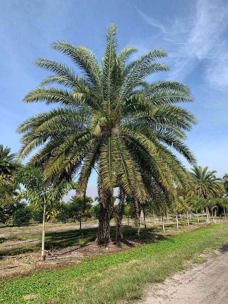 phoenix-sylvestris-sylvester-date-palm-silver-date-palm-wild-date-palm