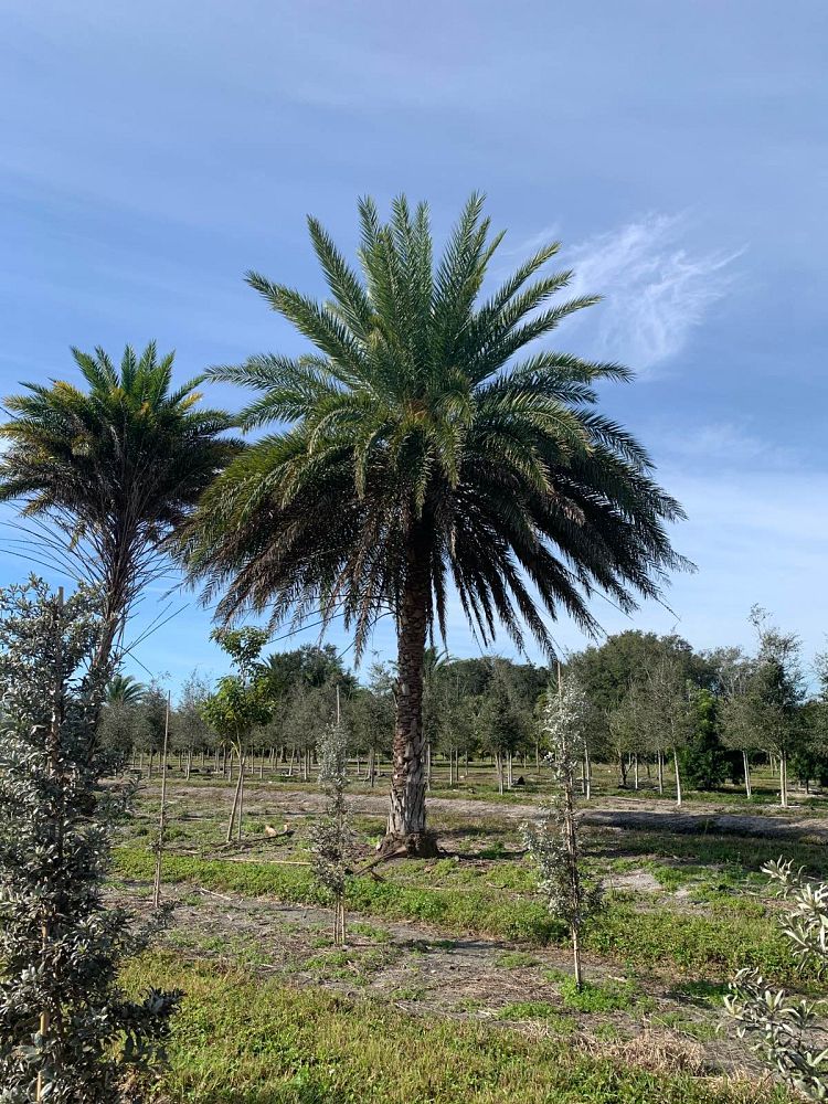 phoenix-sylvestris-sylvester-date-palm-silver-date-palm-wild-date-palm