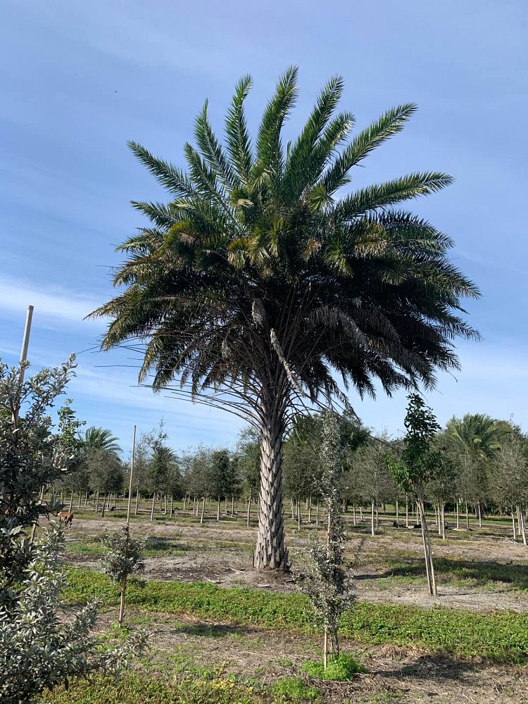 phoenix-sylvestris-sylvester-date-palm-silver-date-palm-wild-date-palm