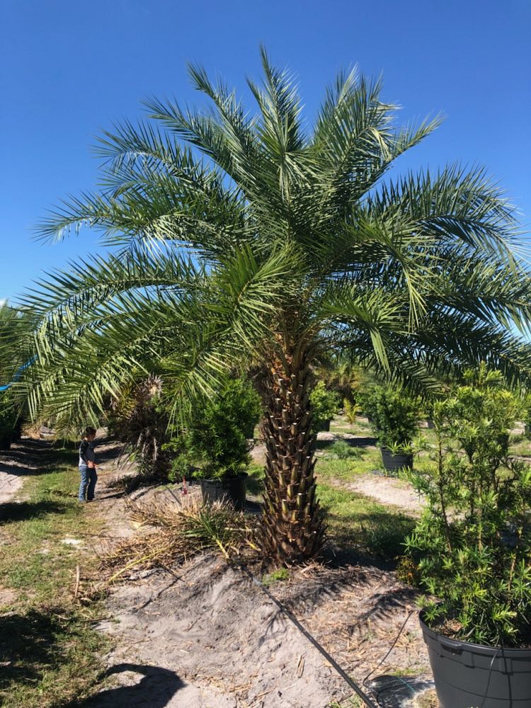 phoenix-sylvestris-sylvester-date-palm-silver-date-palm-wild-date-palm