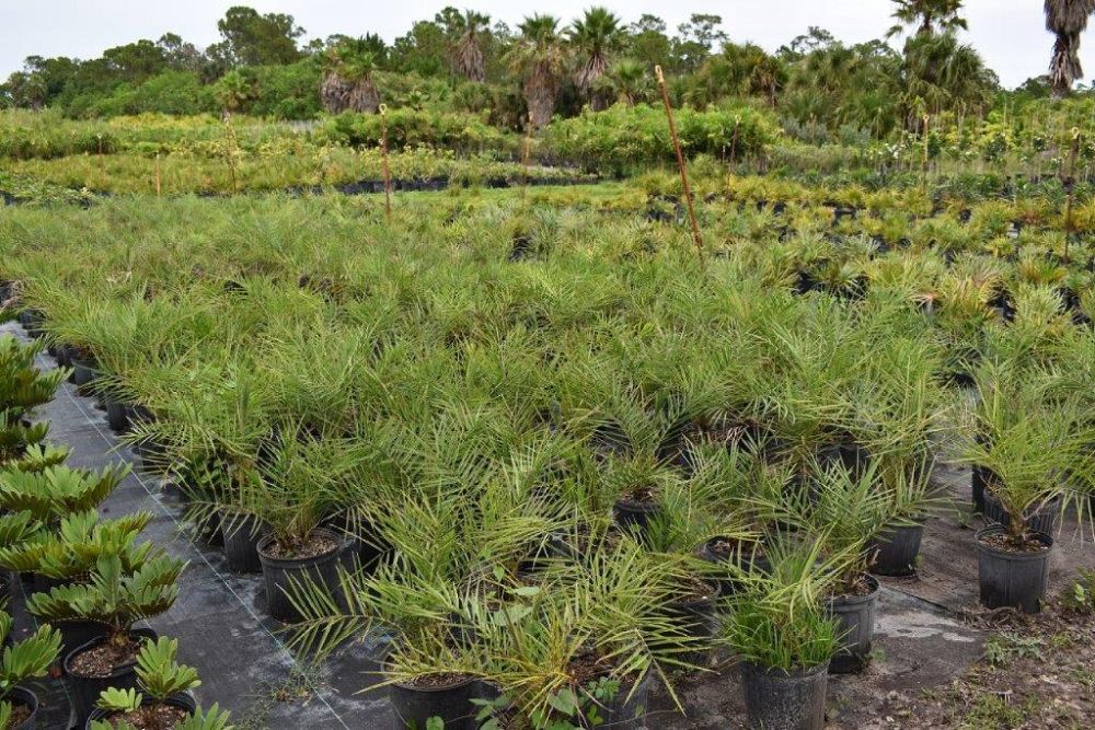 phoenix-sylvestris-sylvester-date-palm-silver-date-palm-wild-date-palm